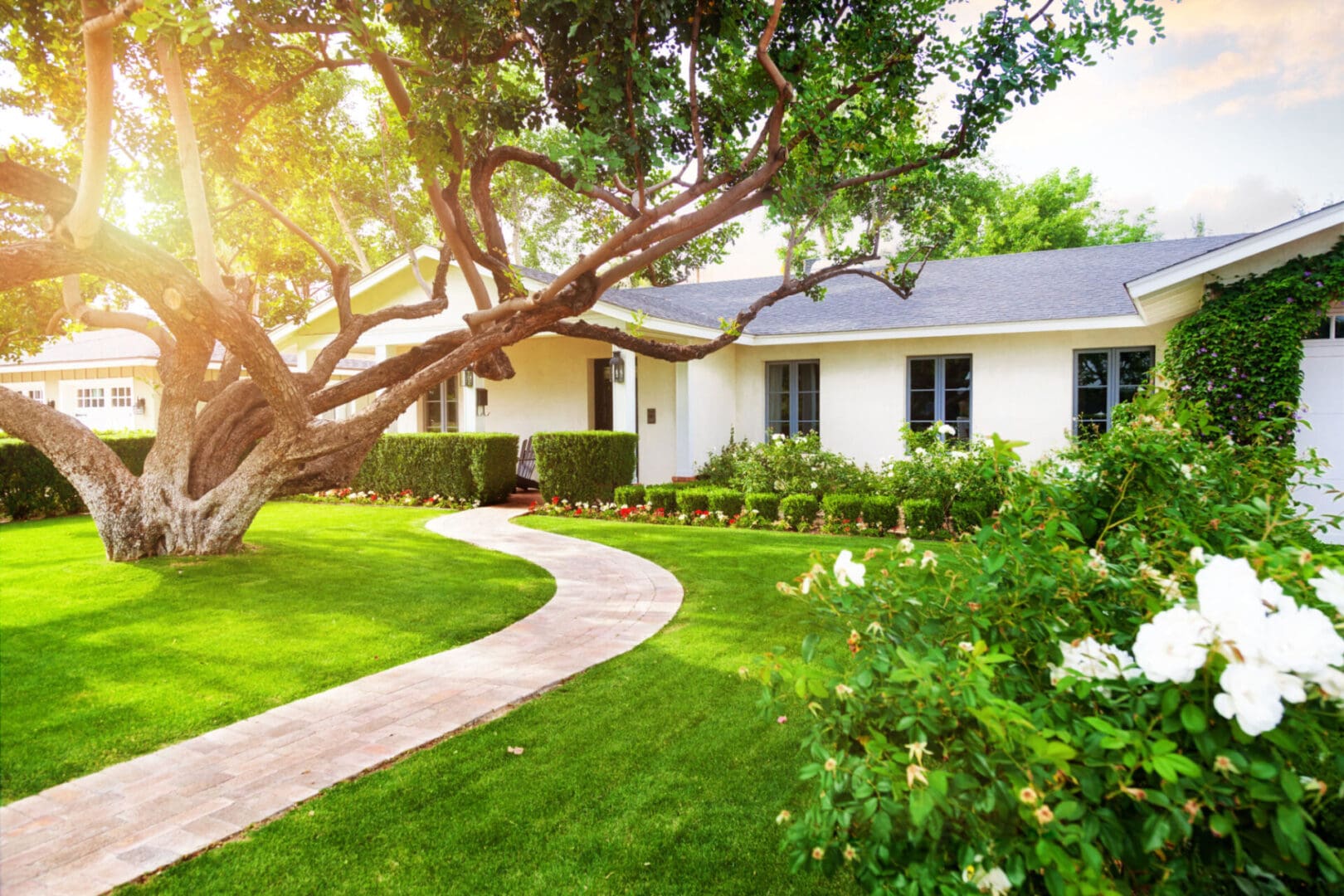 Sunlit house with garden and large tree.